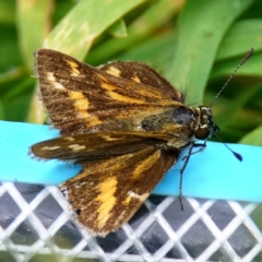 Taractrocera papyria (White-banded Grass-dart) at Page, ACT - 13 Dec 2022 by DonTaylor