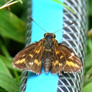 Taractrocera papyria at Page, ACT - 13 Dec 2022