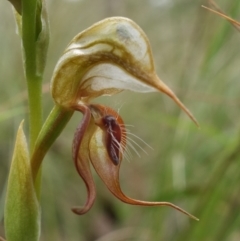 Oligochaetochilus calceolus (Bungonia Rustyhood) at Goulburn Mulwaree Council - 11 Nov 2022 by RobG1