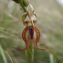 Oligochaetochilus calceolus at Bungonia, NSW - 11 Nov 2022