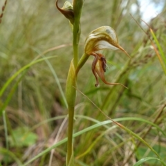 Oligochaetochilus calceolus at Bungonia, NSW - suppressed