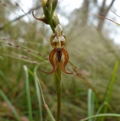 Oligochaetochilus calceolus at Bungonia, NSW - 11 Nov 2022