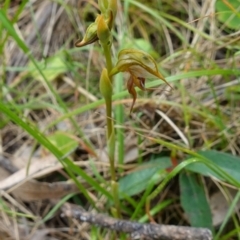 Oligochaetochilus calceolus at Bungonia, NSW - 11 Nov 2022