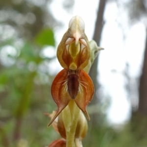 Oligochaetochilus calceolus at Bungonia, NSW - 11 Nov 2022