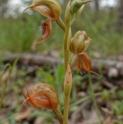 Oligochaetochilus calceolus at Bungonia, NSW - 11 Nov 2022