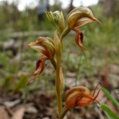 Oligochaetochilus calceolus at Bungonia, NSW - 11 Nov 2022