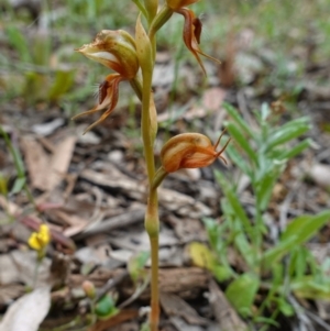 Oligochaetochilus calceolus at Bungonia, NSW - 11 Nov 2022