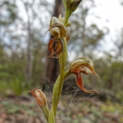 Oligochaetochilus calceolus (Bungonia Rustyhood) at Goulburn Mulwaree Council - 11 Nov 2022 by RobG1