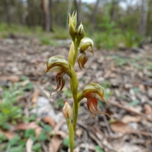 Oligochaetochilus calceolus at Bungonia, NSW - suppressed