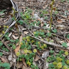 Oligochaetochilus calceolus at Bungonia, NSW - suppressed