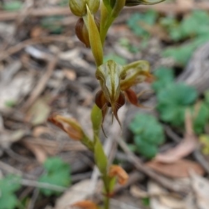 Oligochaetochilus calceolus at Bungonia, NSW - suppressed