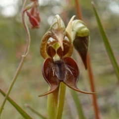 Oligochaetochilus calceolus (Bungonia Rustyhood) at Bungonia National Park - 11 Nov 2022 by RobG1