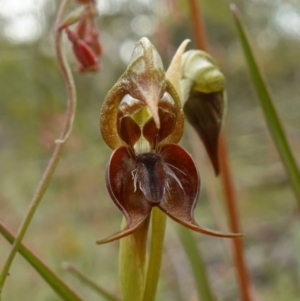 Oligochaetochilus calceolus at Bungonia, NSW - 11 Nov 2022