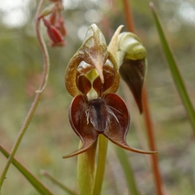 Oligochaetochilus calceolus (Bungonia Rustyhood) at Bungonia, NSW - 11 Nov 2022 by RobG1