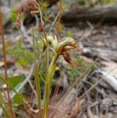 Oligochaetochilus calceolus at Bungonia, NSW - 11 Nov 2022