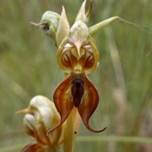 Oligochaetochilus calceolus at Bungonia, NSW - suppressed