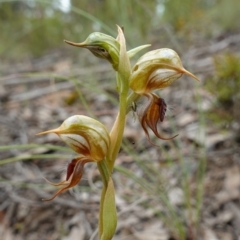 Oligochaetochilus calceolus at Bungonia, NSW - 11 Nov 2022