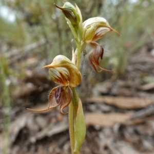 Oligochaetochilus calceolus at Bungonia, NSW - suppressed