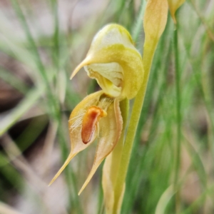 Oligochaetochilus calceolus at Bungonia, NSW - 11 Nov 2022