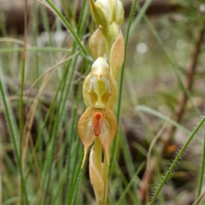 Oligochaetochilus calceolus at Bungonia, NSW - 11 Nov 2022