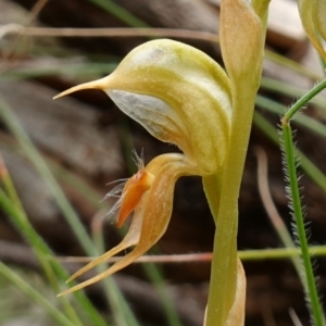 Oligochaetochilus calceolus at Bungonia, NSW - suppressed