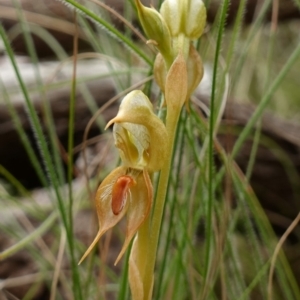 Oligochaetochilus calceolus at Bungonia, NSW - 11 Nov 2022