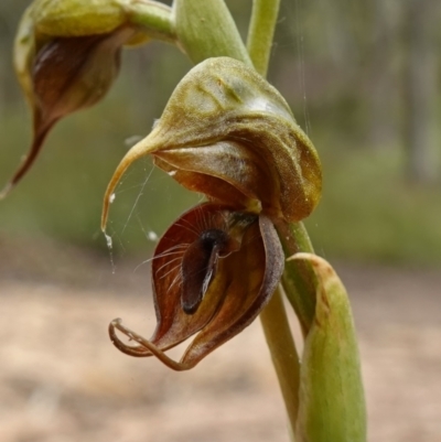 Oligochaetochilus calceolus (Bungonia Rustyhood) at Goulburn Mulwaree Council - 11 Nov 2022 by RobG1