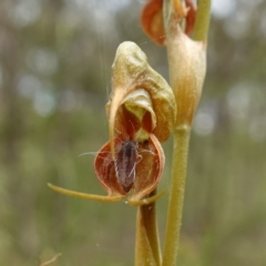 Oligochaetochilus calceolus (Bungonia Rustyhood) at Goulburn Mulwaree Council - 11 Nov 2022 by RobG1