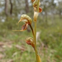 Oligochaetochilus calceolus at Bungonia, NSW - 11 Nov 2022