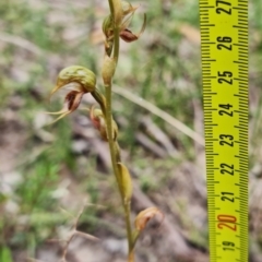 Oligochaetochilus calceolus at Bungonia, NSW - 11 Nov 2022