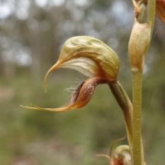 Oligochaetochilus calceolus at Bungonia, NSW - 11 Nov 2022