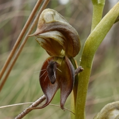 Oligochaetochilus calceolus (Bungonia Rustyhood) at Goulburn Mulwaree Council - 11 Nov 2022 by RobG1