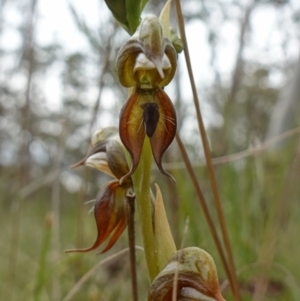 Oligochaetochilus calceolus at Bungonia, NSW - 11 Nov 2022