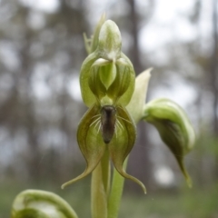 Oligochaetochilus calceolus (Bungonia Rustyhood) at Bungonia National Park - 11 Nov 2022 by RobG1