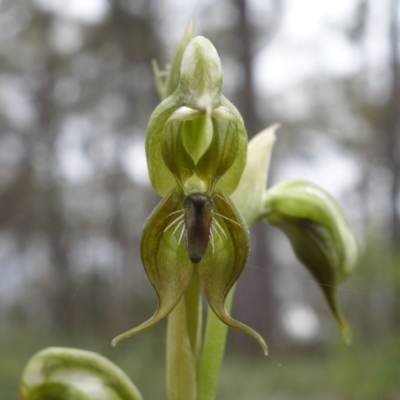 Oligochaetochilus calceolus (Bungonia Rustyhood) at Goulburn Mulwaree Council - 11 Nov 2022 by RobG1