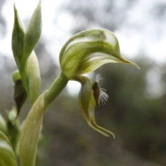 Oligochaetochilus calceolus at Bungonia, NSW - 11 Nov 2022