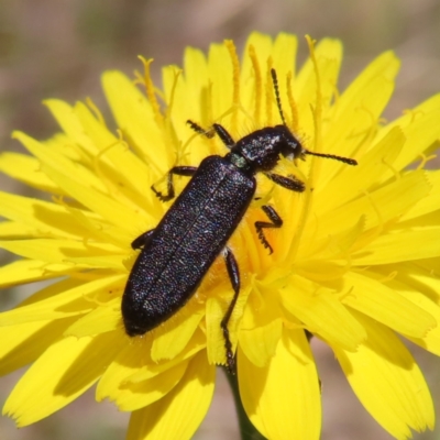 Eleale aspera (Clerid beetle) at Cotter River, ACT - 11 Dec 2022 by MatthewFrawley