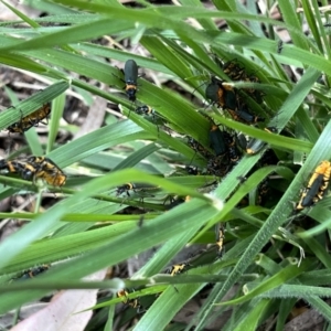 Chauliognathus lugubris at Higgins, ACT - 13 Dec 2022