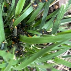 Chauliognathus lugubris at Higgins, ACT - 13 Dec 2022