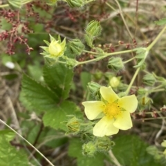 Potentilla recta (Sulphur Cinquefoil) at Molonglo Valley, ACT - 13 Dec 2022 by SteveBorkowskis