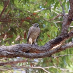 Tachyspiza cirrocephala (Collared Sparrowhawk) at Moruya, NSW - 13 Dec 2022 by LisaH