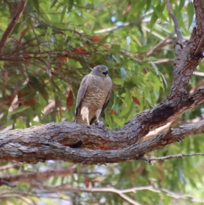 Accipiter cirrocephalus (Collared Sparrowhawk) at Moruya, NSW - 13 Dec 2022 by LisaH