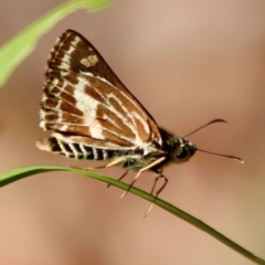 Hesperilla picta (Painted Skipper) at Moruya, NSW - 13 Dec 2022 by LisaH