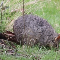 Trichosurus vulpecula (Common Brushtail Possum) at Mulligans Flat - 8 Oct 2022 by HappyWanderer