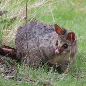 Trichosurus vulpecula at Forde, ACT - 9 Oct 2022 09:16 AM