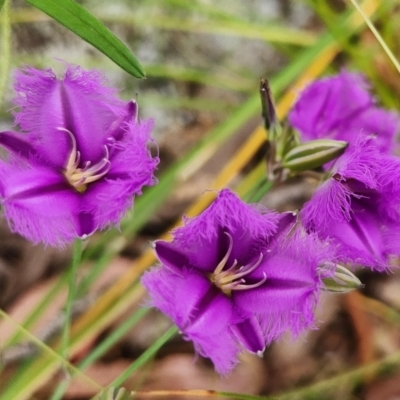Thysanotus tuberosus (Common Fringe-lily) at The Pinnacle - 13 Dec 2022 by NathanaelC
