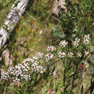 Ozothamnus thyrsoideus (Sticky Everlasting) at Cotter River, ACT - 11 Dec 2022 by MatthewFrawley