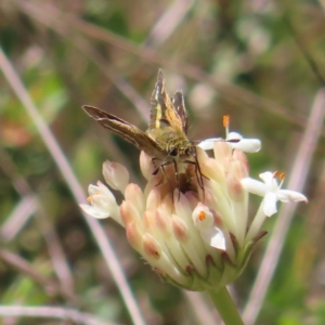 Taractrocera papyria at Cotter River, ACT - 11 Dec 2022