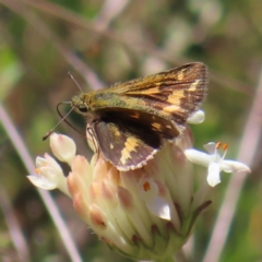 Taractrocera papyria at Cotter River, ACT - 11 Dec 2022