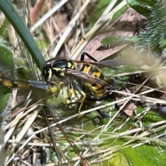 Vespula germanica (German Yellowjacket Wasp (also known as European Wasp)) at Higgins, ACT - 13 Dec 2022 by Untidy